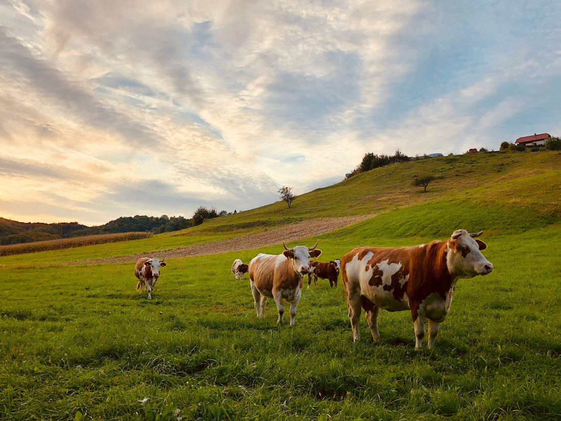Ethical Sourcing for Better Ghee And Better Bovine Living
