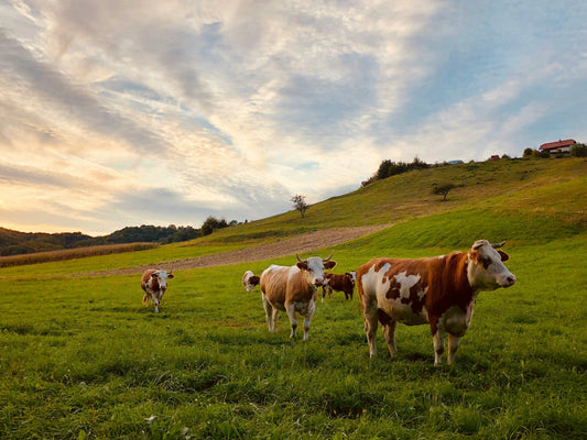 Ethical Sourcing for Better Ghee And Better Bovine Living
